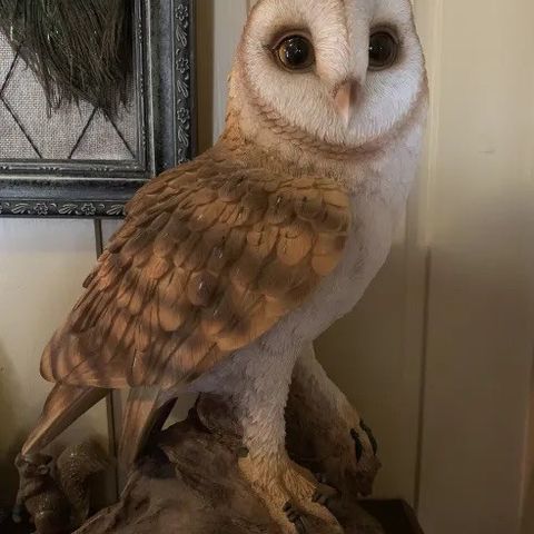 Sjelden og nydelig Barn owl/Låveugle dekor