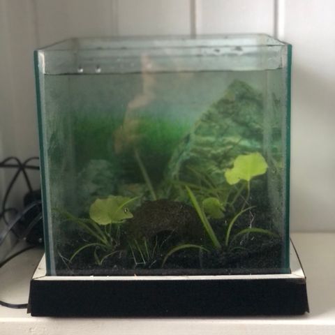 akvarium ca 10 liter