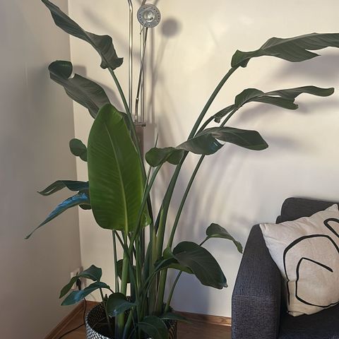 Strelitzia plant (IKEA) including planter