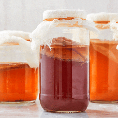 Scoby med startveske (Til kombucha)