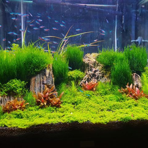 Akvarium - Juwel 120L + co2 system