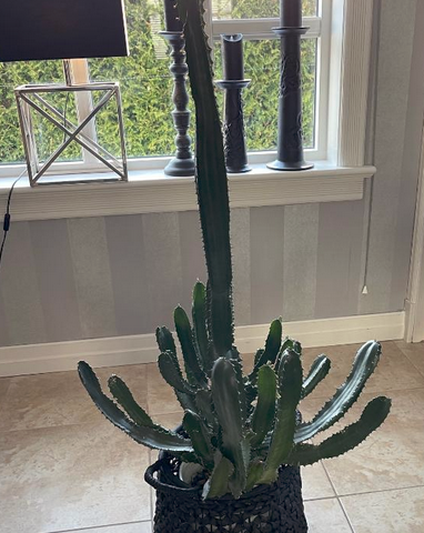Flott Stor Kaktus ca 130 cm