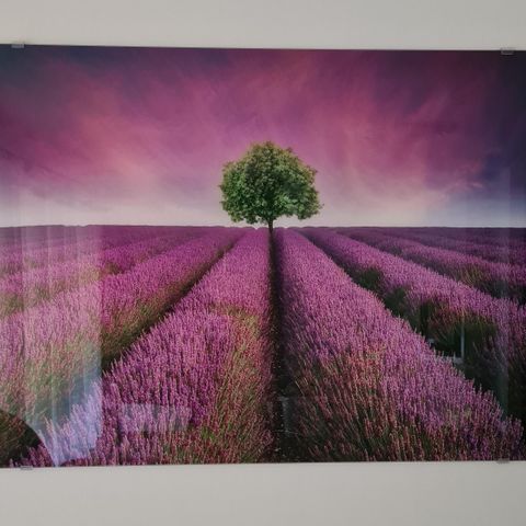 Glassbilde. Lavendel. 120 x 80.