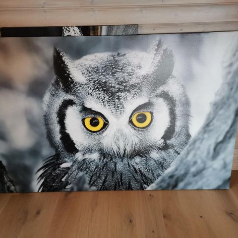 Stort bilde av ugle 180x120cm