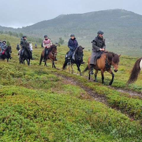 Islandshester. forrytter ønskes, Stallplass leies ut