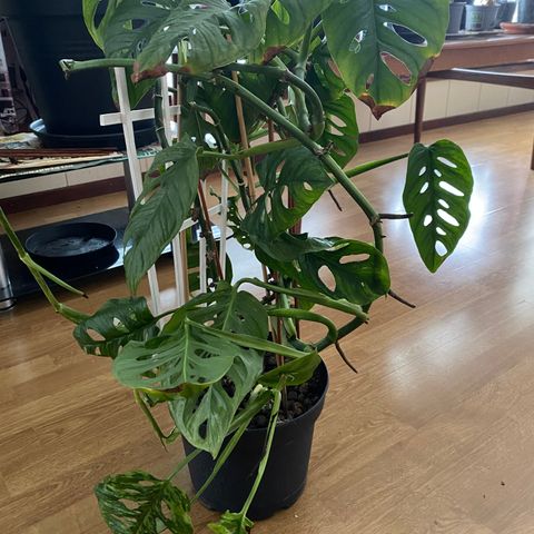 Monstera Selges