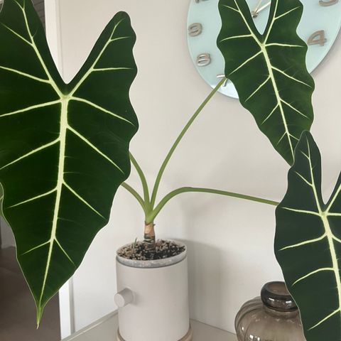 Alocasia ‘Frydek’,