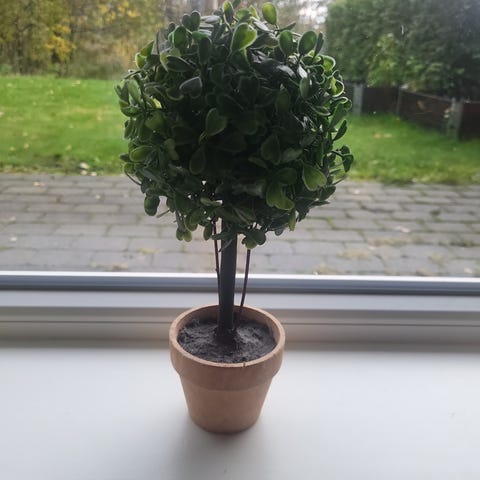 Annonsebilde