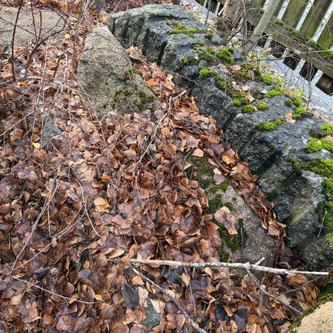 Annonsebilde