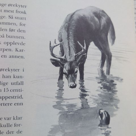 Annonsebilde