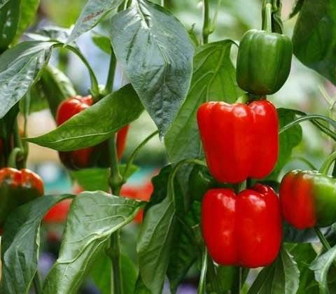 Paprika plante 'California Wonder' (Capsicum annuum)