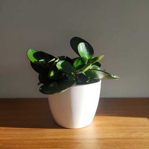 Peperomia obustif.