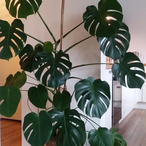 Monstera Plante