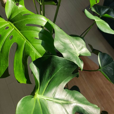 Monstera