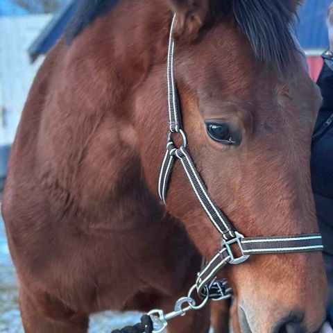 Norsk Varmblod 3 års hoppe f. 2021 etter Vagabond de la pomme