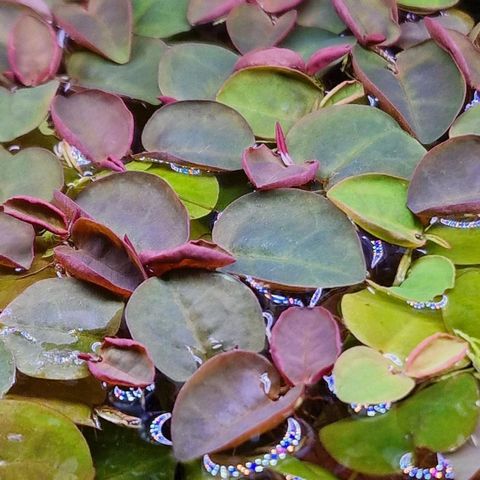 Phyllanthus fluitans - Red root