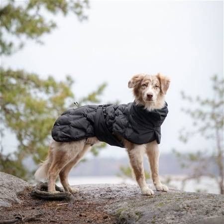 Vinterdekken til hund (Ny og ubrukt)