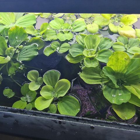 Pistia stratiotes