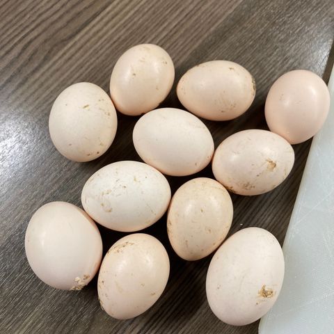 Økologiske egg fra frittgående høner