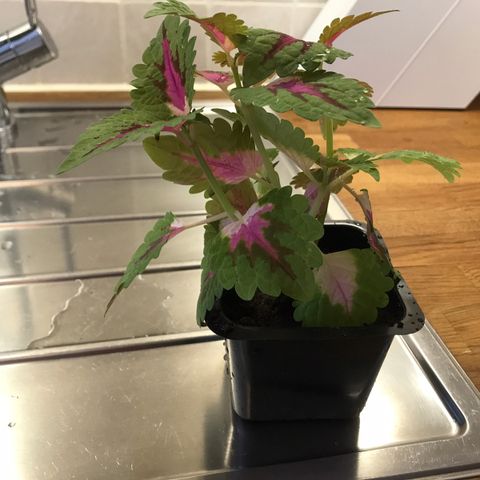 coleus plante