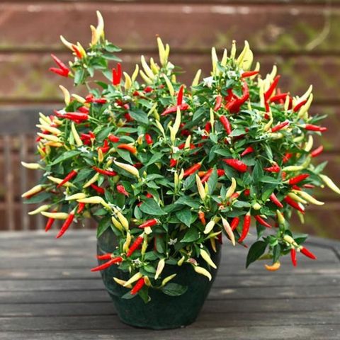 Chili plante ‘Basket of fire’ (Capsicum annuum)