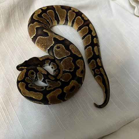 konge pyton enchi/fire 50% het clown 1.0