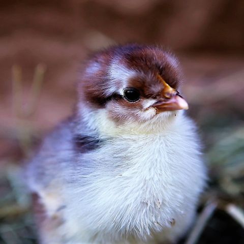 Kyllinger av Islandshøns en bevaringsverdig landrase