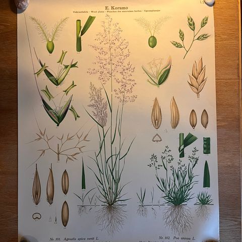Botanisk plakat fra E.Korsmo