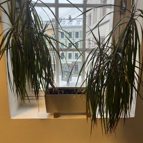 Ikea potte med plante - som sårt trenger nytt hjem