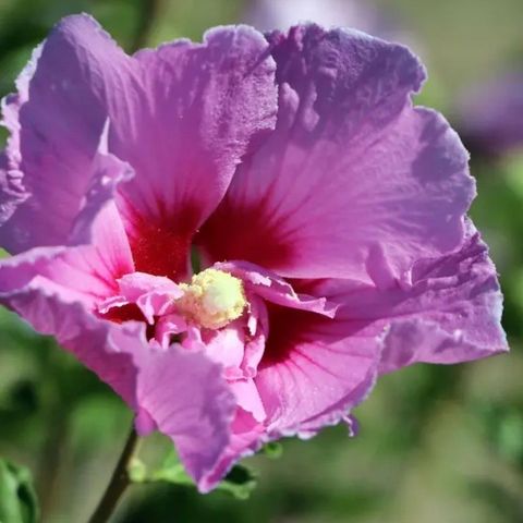 Hibiscus/Hawaiirose "Lavendel Chiffon", 2år, 20cm++, i TB 10