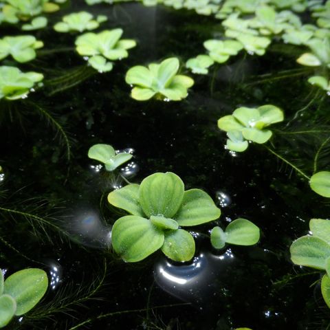 Pistia & Frogbit - kan sendes