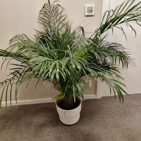 Palme Plant fra Ikea  med potte.300kr