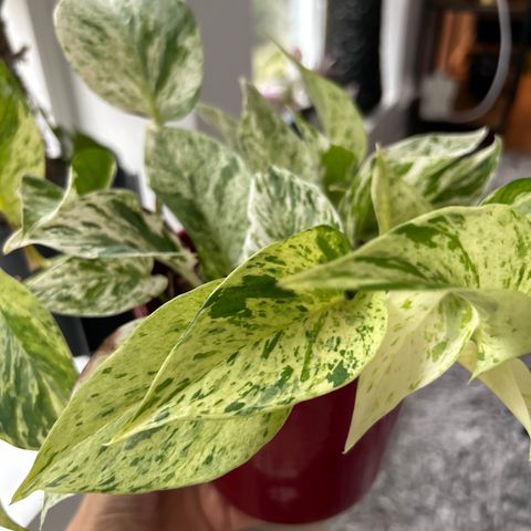 marble queen pothos stikling