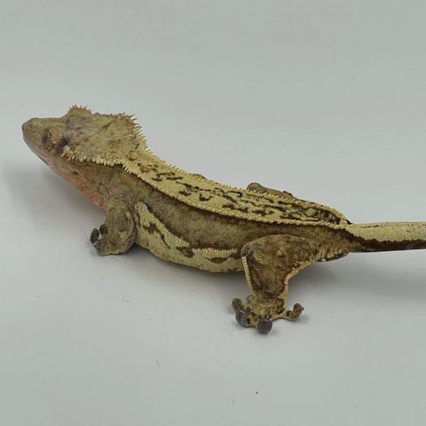 Crested Gecko Kranset Gekko