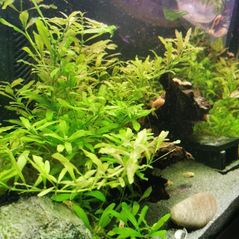 Plante til akvarium - Hygrophila polysperma