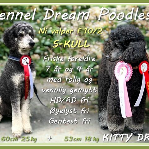 Flerfarget og ensfarget storpuddel fra Kennel Dream Poodles