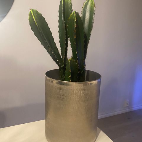 Kunstig kaktus med stillig potte 400 kr