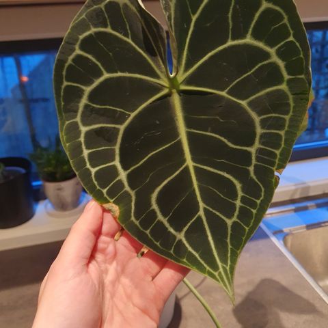 Anthurium Clarinervium