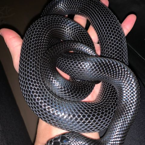 Mexican Black Kingsnake (svart kongesnok)