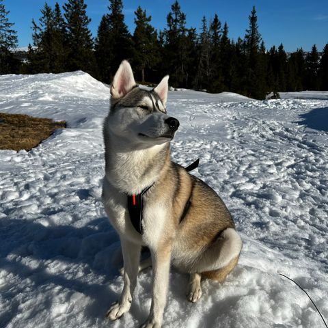 Siberian husky 3år,  vurderes omplassert