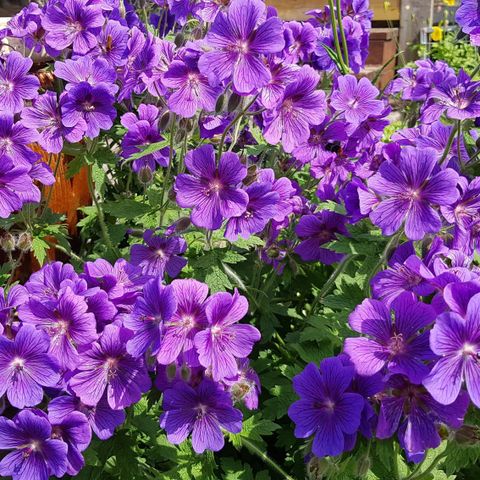 Storkenebb, geranium