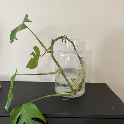 Monstera Variegata