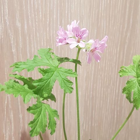 Duftpelargonia, sitron pelargonia, graveolens