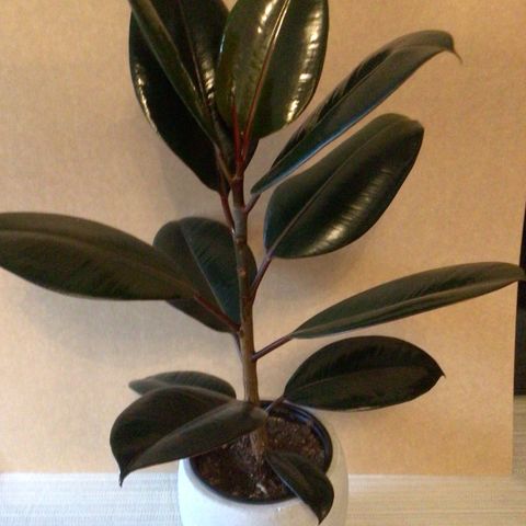 Inneplante, Ficus