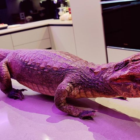 Utstoppet Alligator