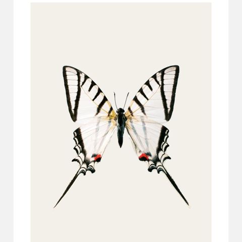 Hagedornhagen sommerfugl