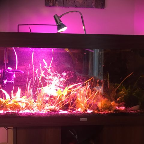 Komlett akvarium 200l med skap, fisk, planter, pumper, thermostat, mat og vann.