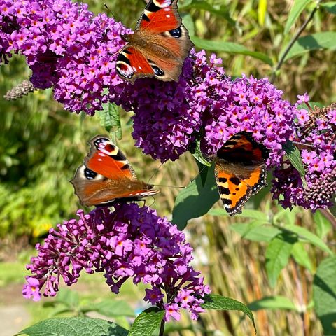 Sommerfuglbusk/buddleja lilla ca 2-2,5 meter høy