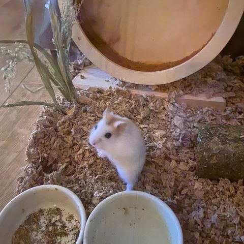 dyrepass  hamster og katter