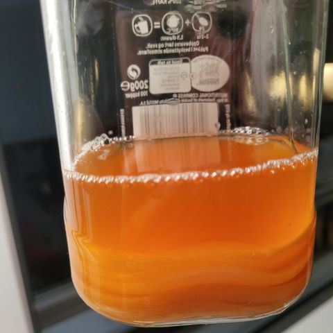 Økologisk Scoby for Kombucha